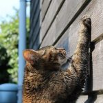 【例文付】沖縄方言で「かかじる」の意味は？